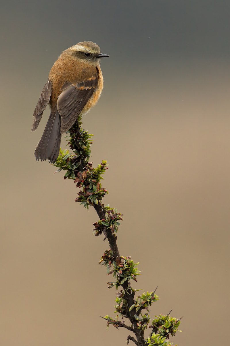 Brown-backed Chat-Tyrant - ML444985661