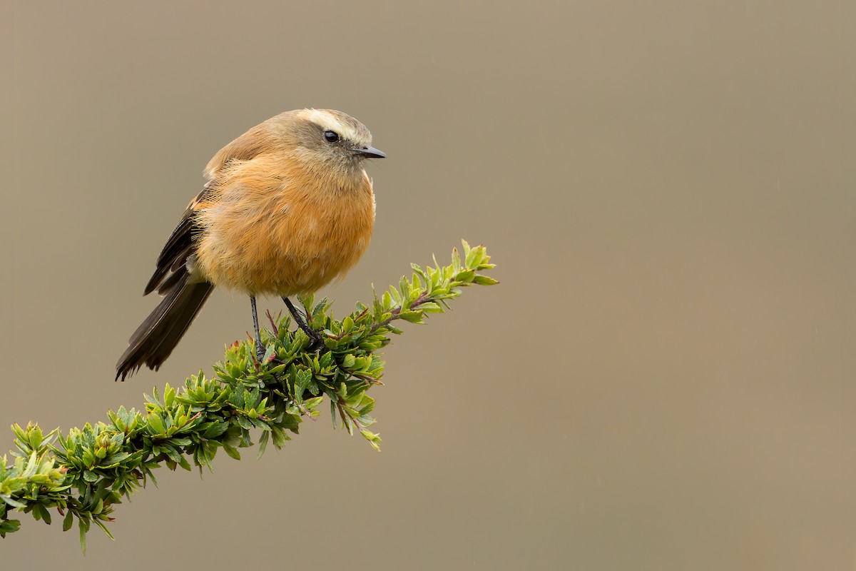 Brown-backed Chat-Tyrant - ML444985671