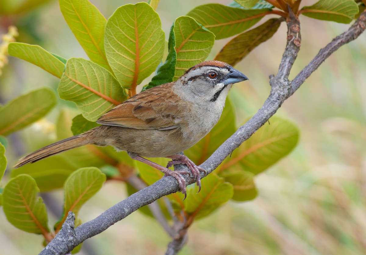 Rusty Sparrow - ML444986571