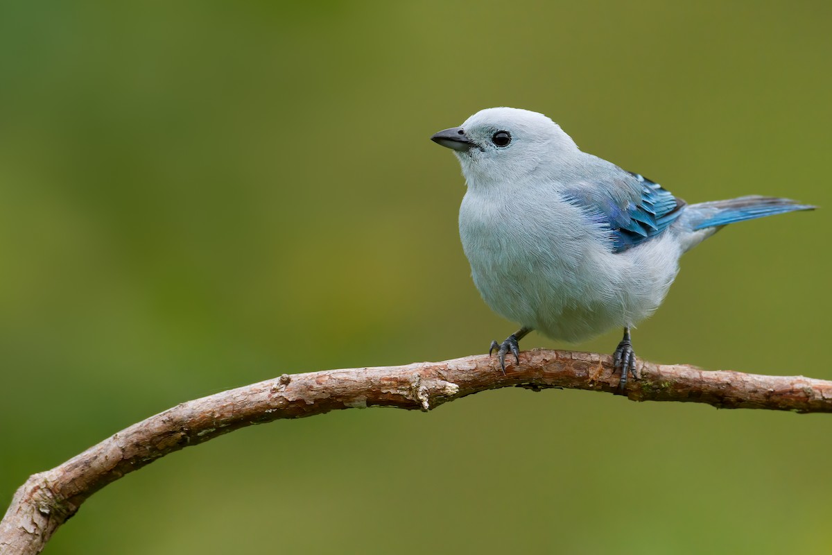 Blue-gray Tanager (Blue-gray) - Dubi Shapiro