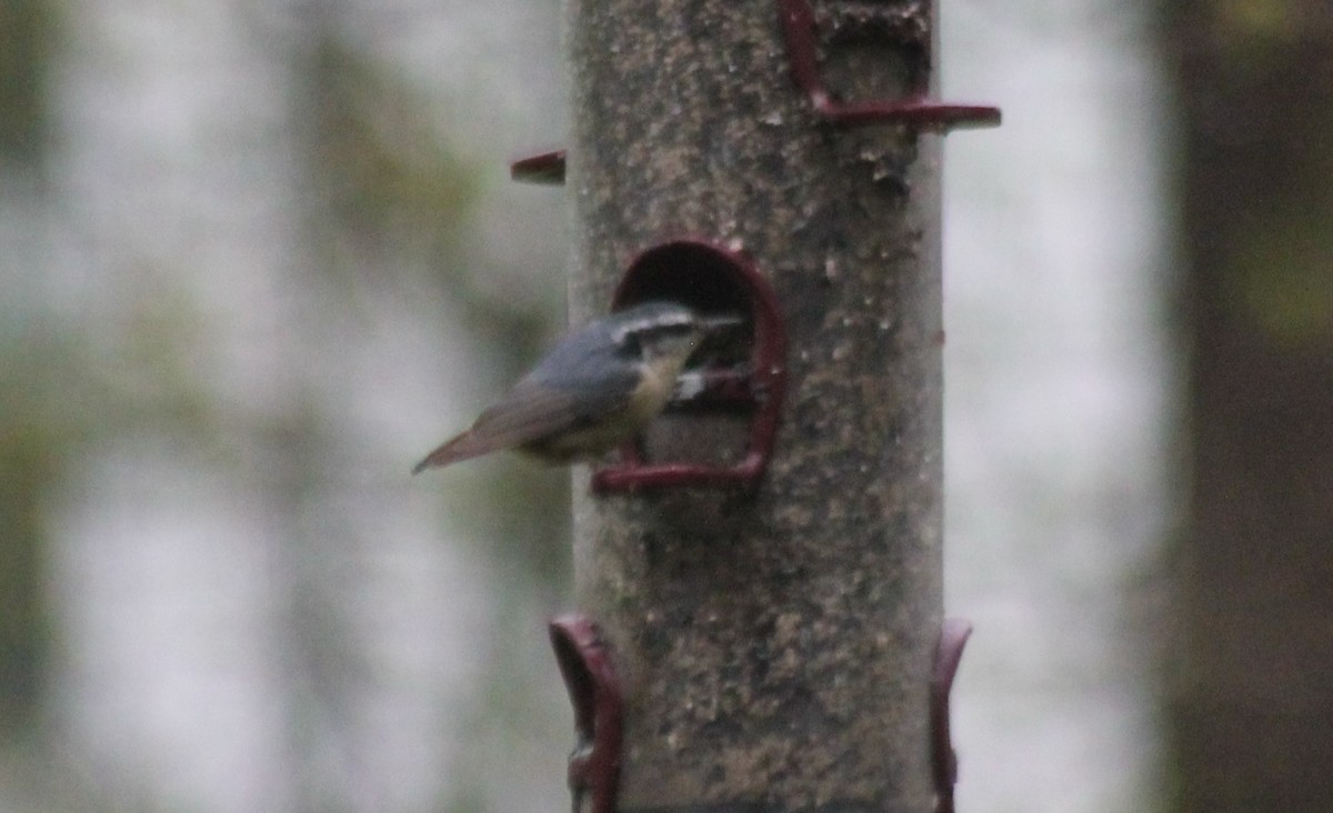Red-breasted Nuthatch - ML445001921