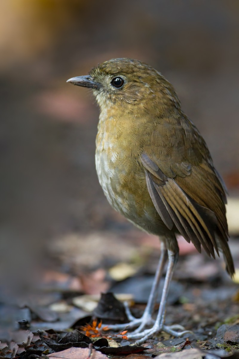 Brown-banded Antpitta - ML445002841