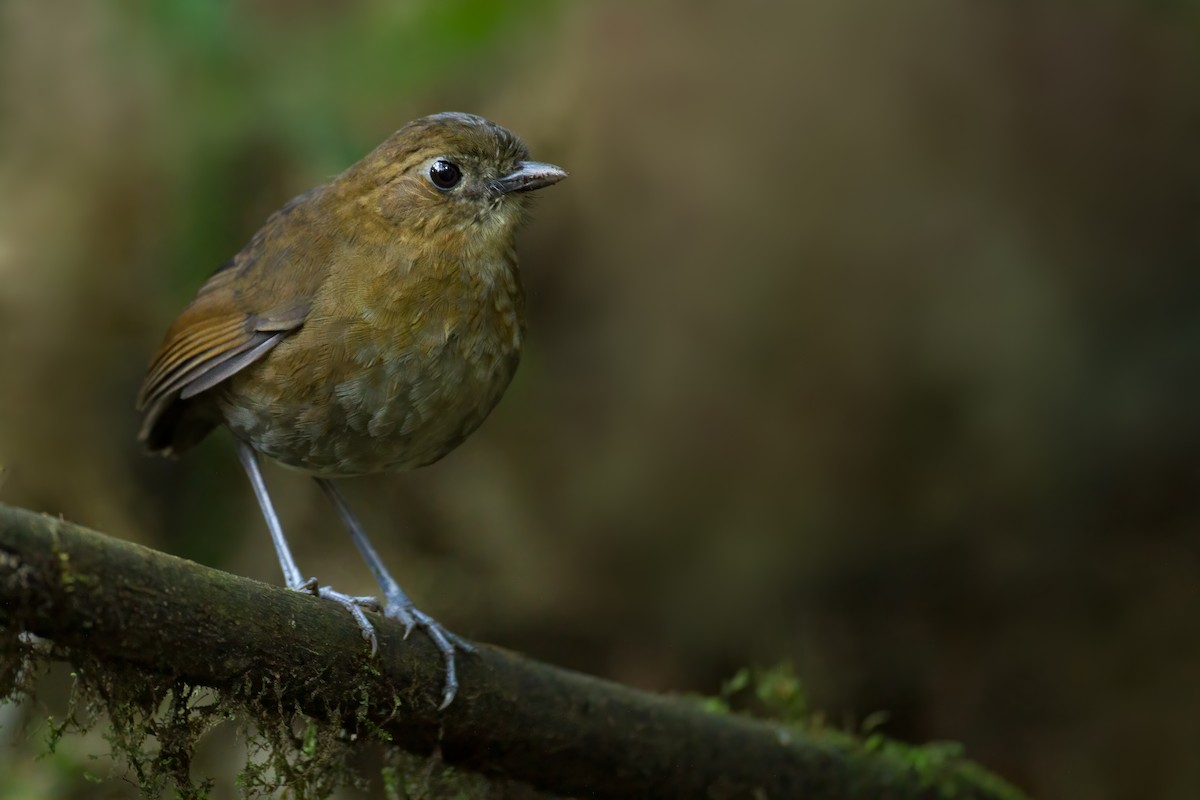 Brown-banded Antpitta - ML445002931