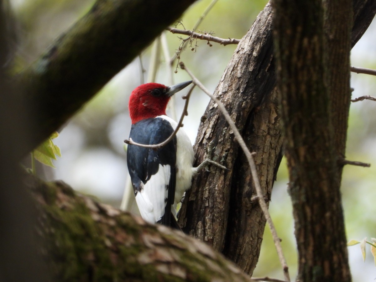 Red-headed Woodpecker - ML445005071