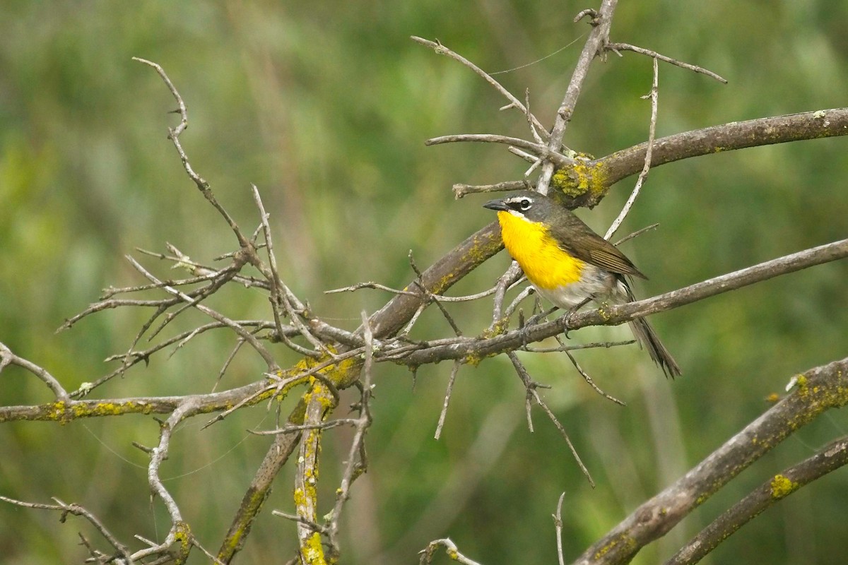 Yellow-breasted Chat - ML445010161