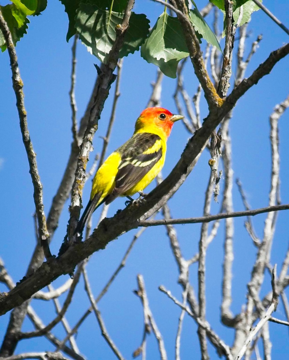 Western Tanager - ML445010371