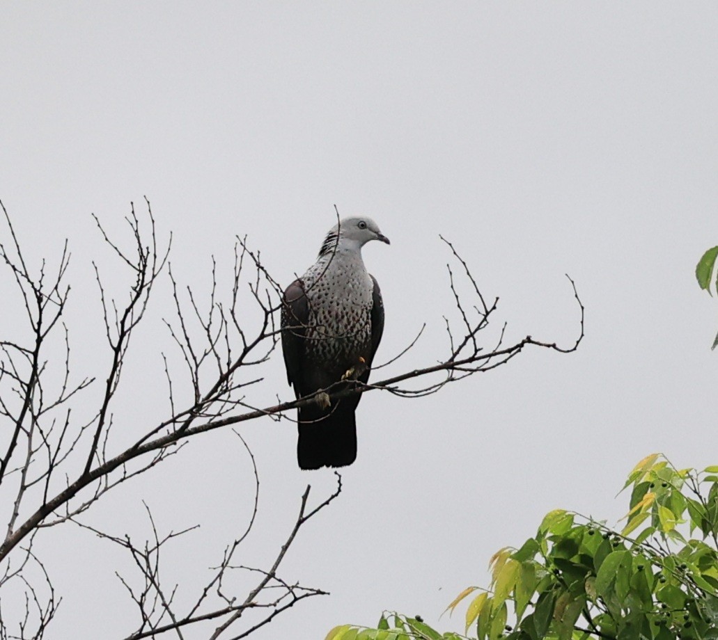 Speckled Wood-Pigeon - Vijaya Lakshmi