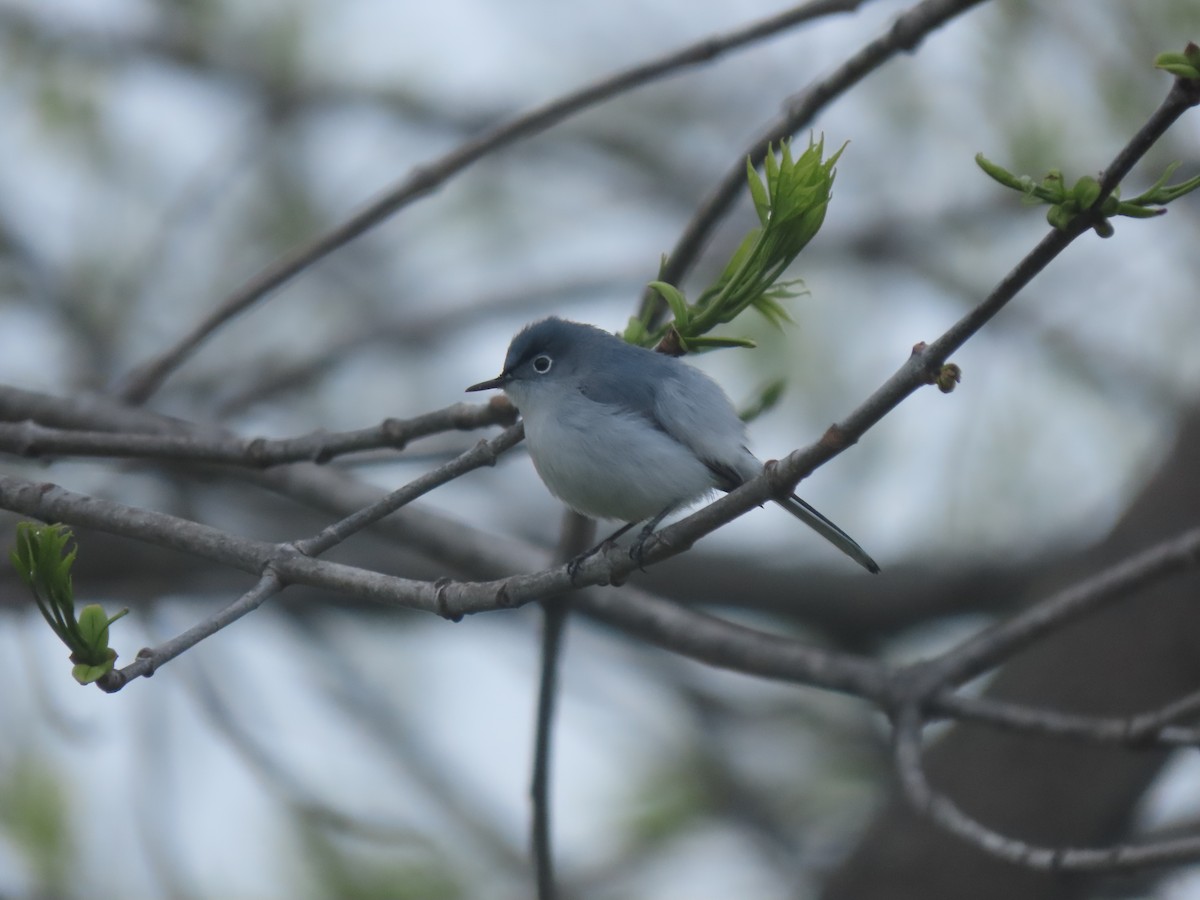 Blue-gray Gnatcatcher (caerulea) - Trevor Leitz