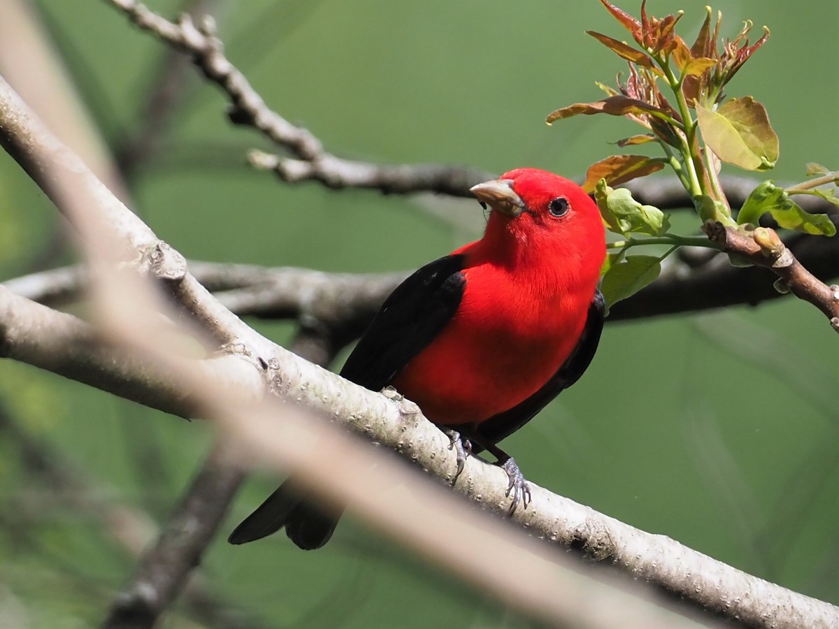 Scarlet Tanager - ML445020141