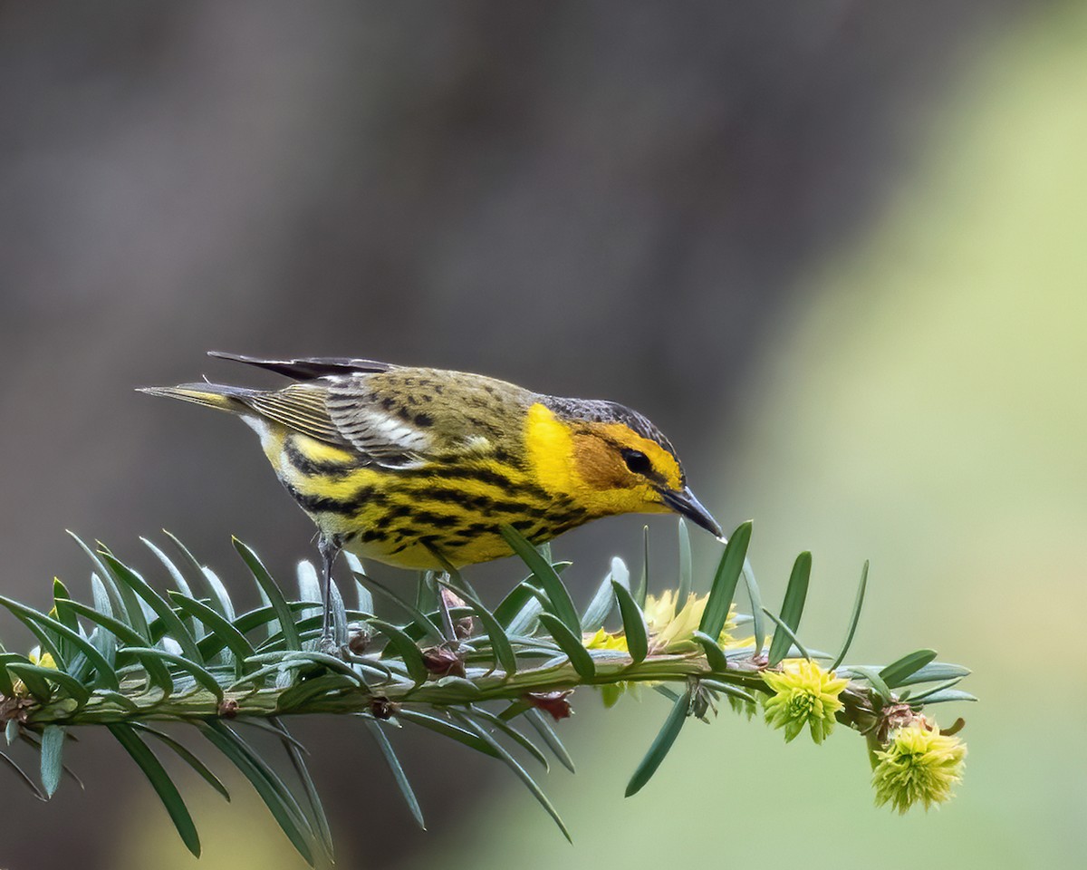 Cape May Warbler - ML445026451