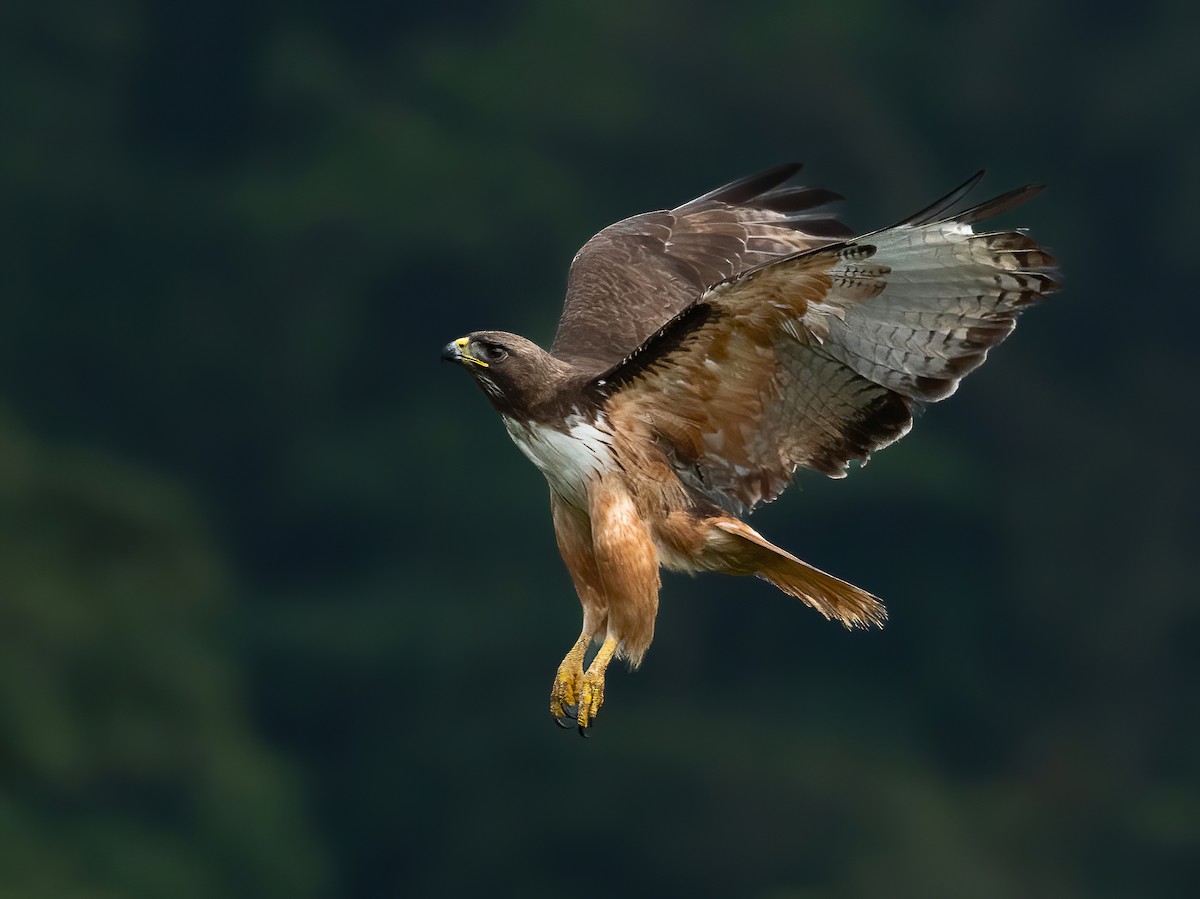 Red-tailed Hawk - Jean  Bonilla