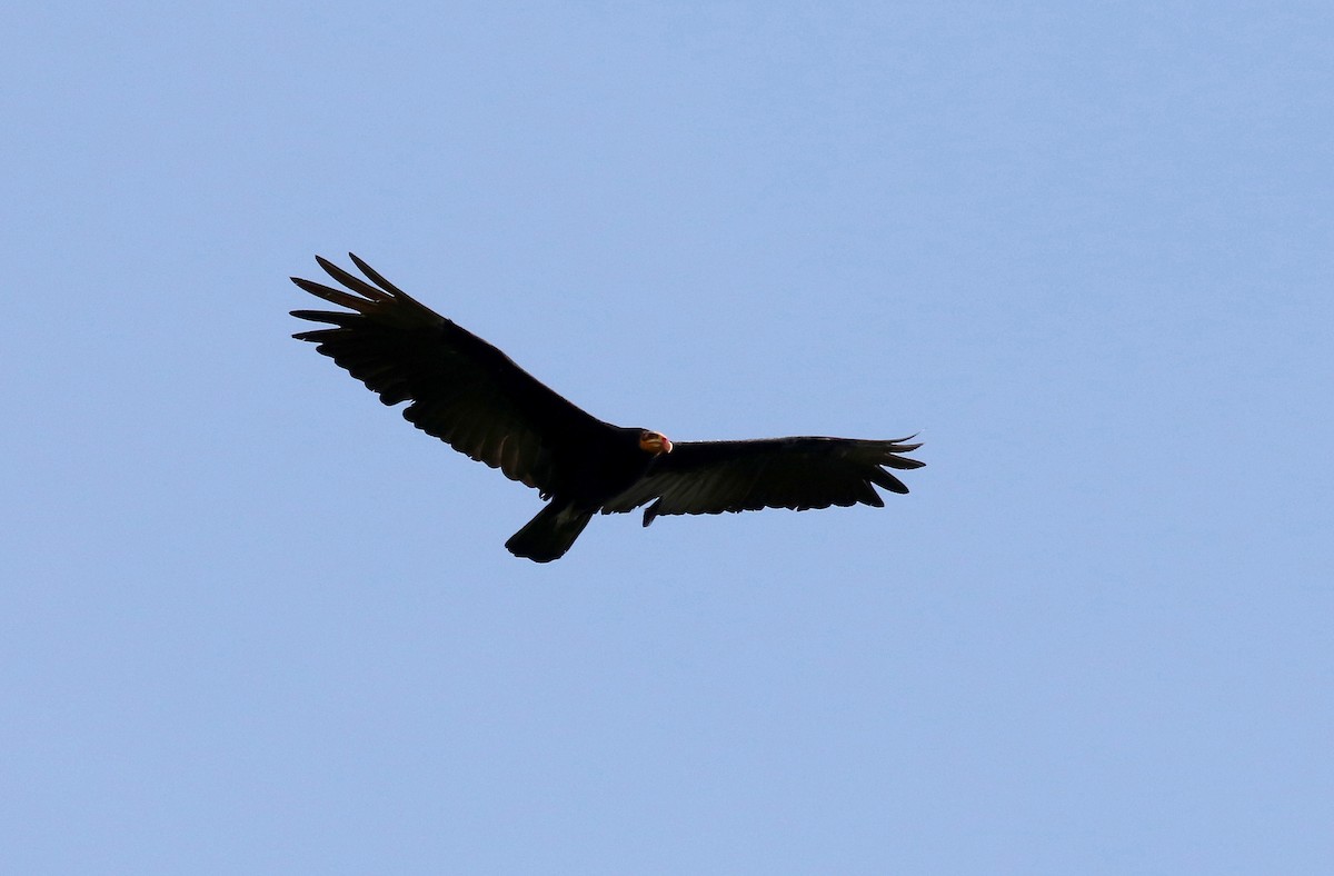 Greater Yellow-headed Vulture - ML445036971