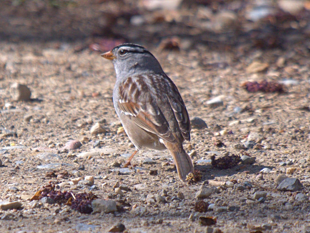 White-crowned Sparrow - ML445042031