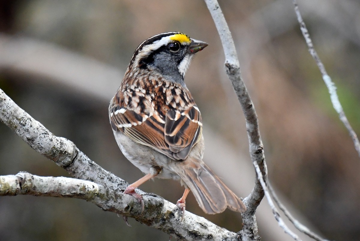 White-throated Sparrow - ML445042501