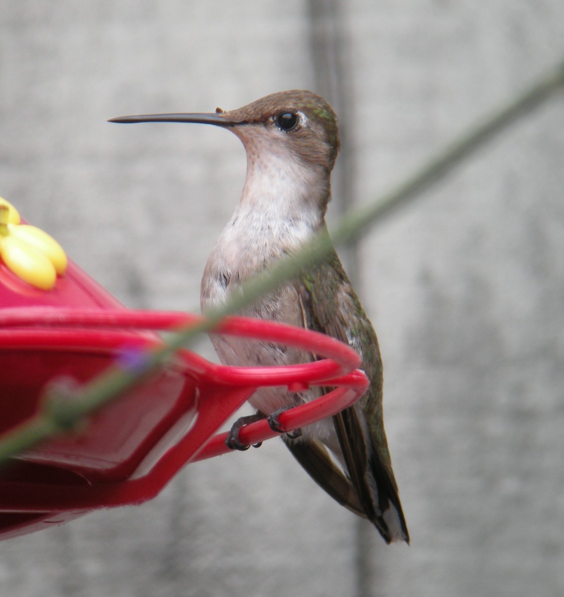 Ruby-throated Hummingbird - Oscar Johnson