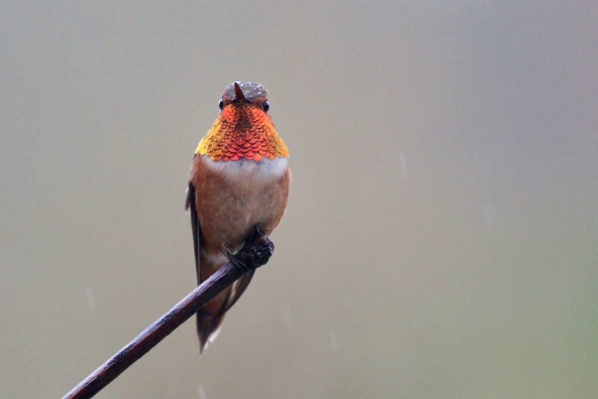 Rufous Hummingbird - Andrew Thomas 🦅🪶