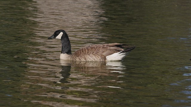 Canada goose branta canadensis españa hotsell