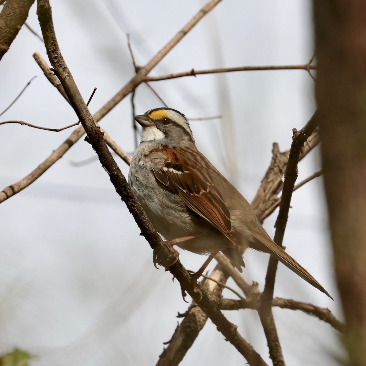 White-throated Sparrow - ML445050881