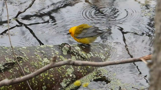 Prothonotary Warbler - ML445050961