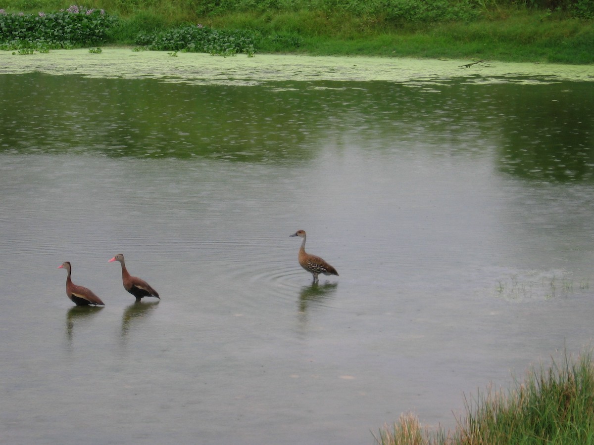 West Indian Whistling-Duck - Scott Young
