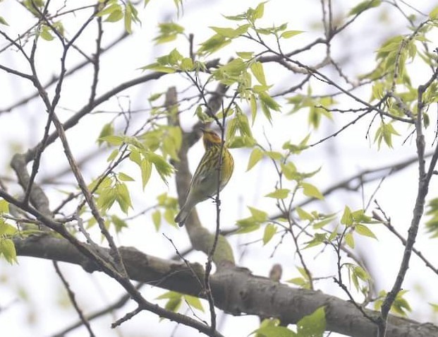 Cape May Warbler - ML445053741
