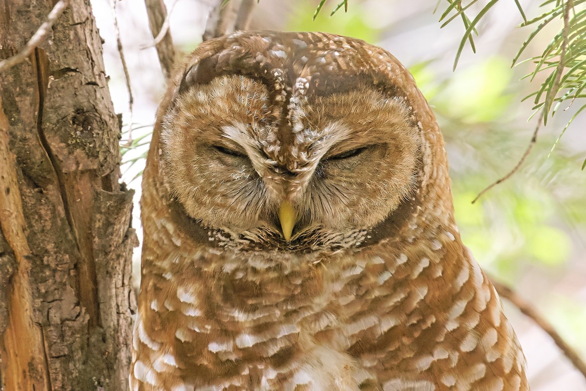 Spotted Owl - ML445057821