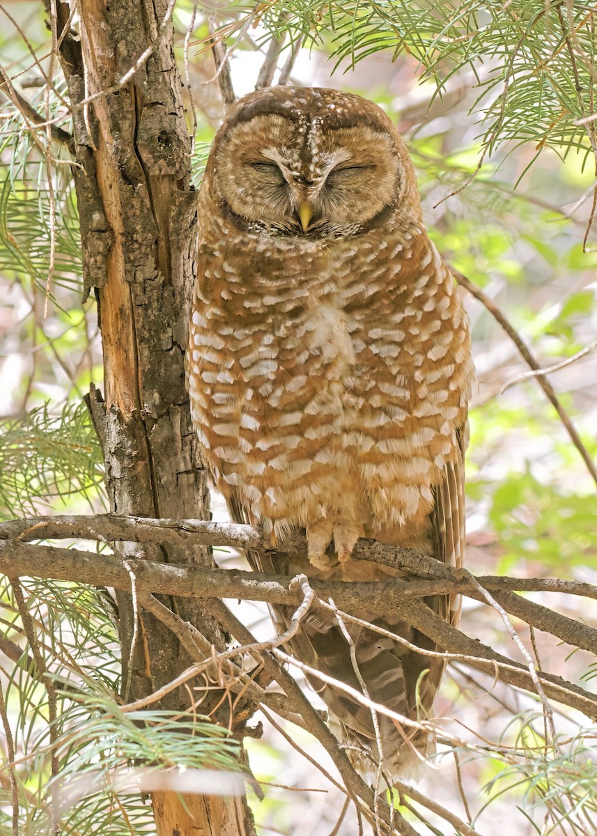 Spotted Owl - ML445057911