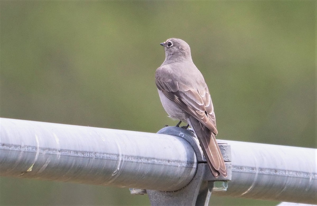Townsend's Solitaire - ML445059371