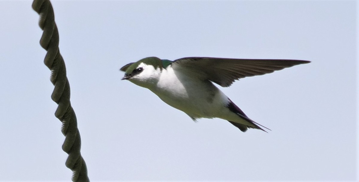 Violet-green Swallow - ML445060141