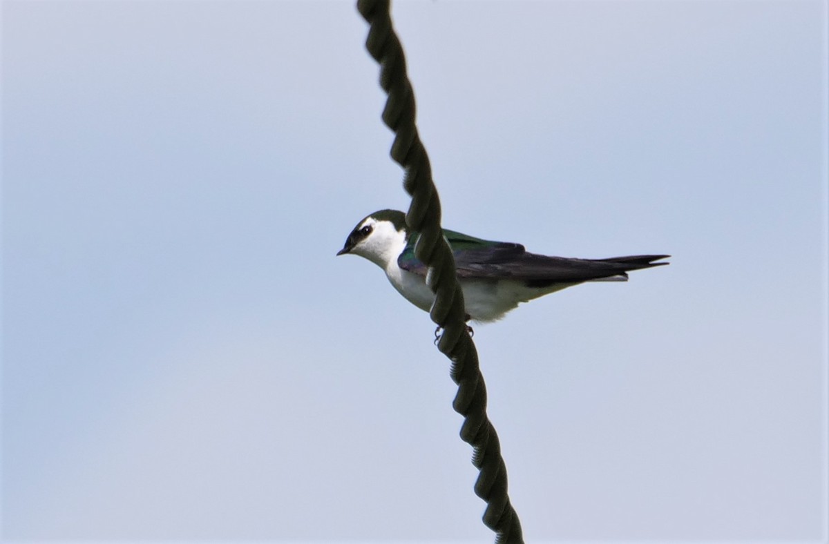Violet-green Swallow - ML445060151
