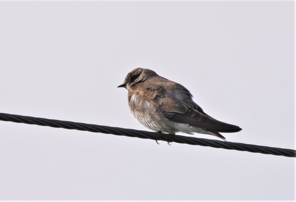 Northern Rough-winged Swallow - ML445060771