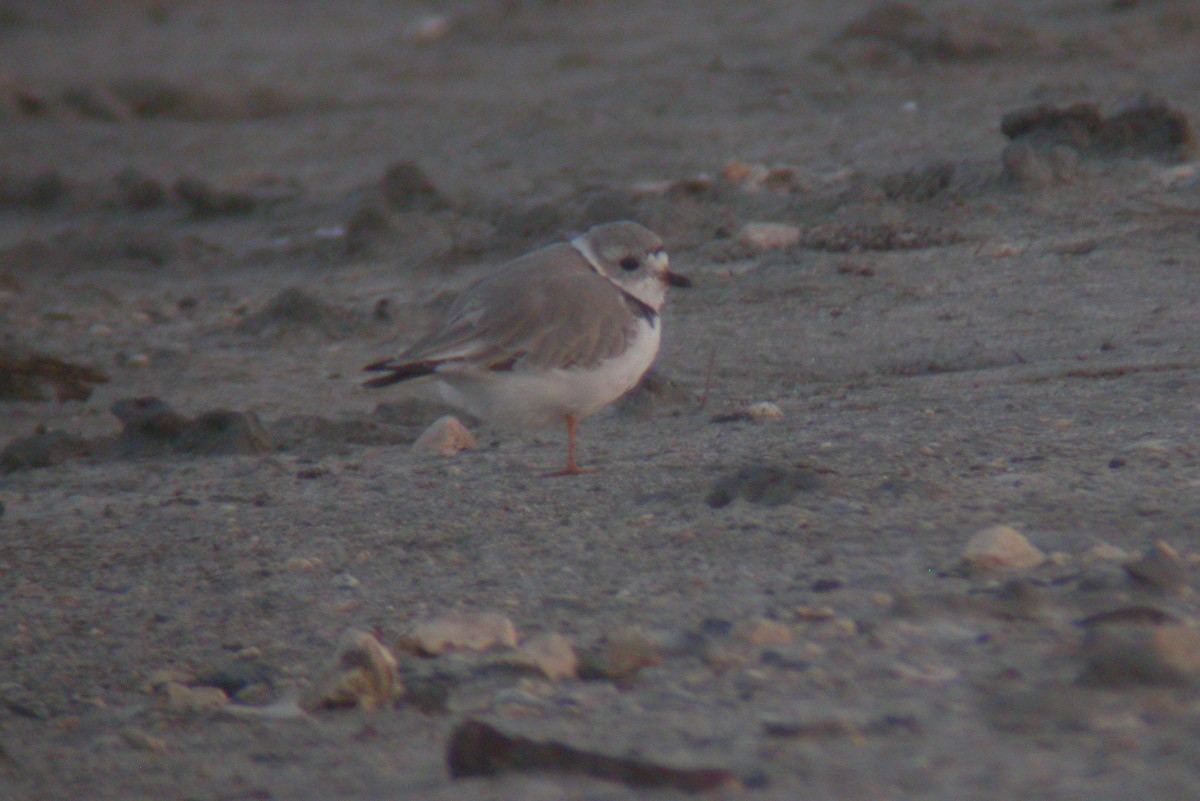 Piping Plover - ML44506391