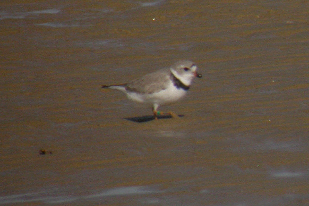 Piping Plover - ML44506401