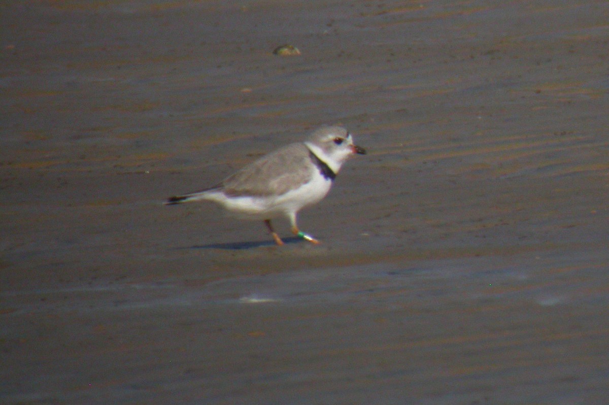 Piping Plover - ML44506421