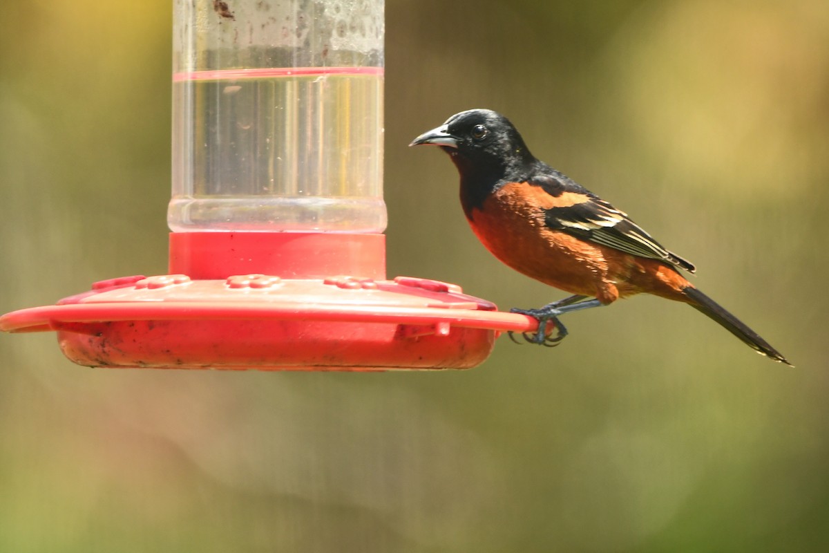 Orchard Oriole - ML445064581