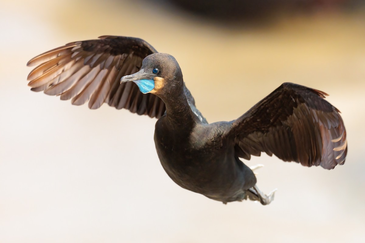 Brandt's Cormorant - ML445067491