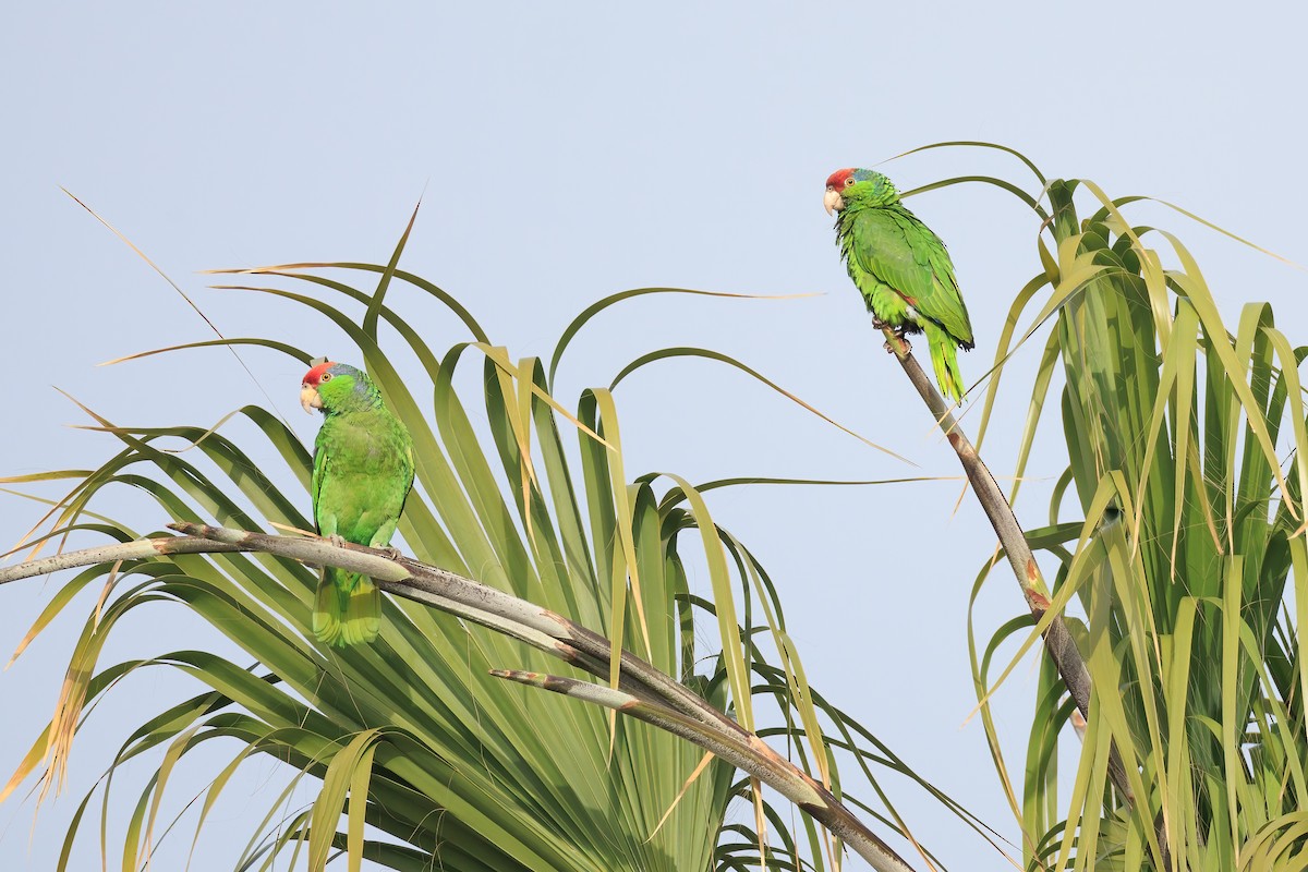 Red-crowned Parrot - Ryan Sanderson