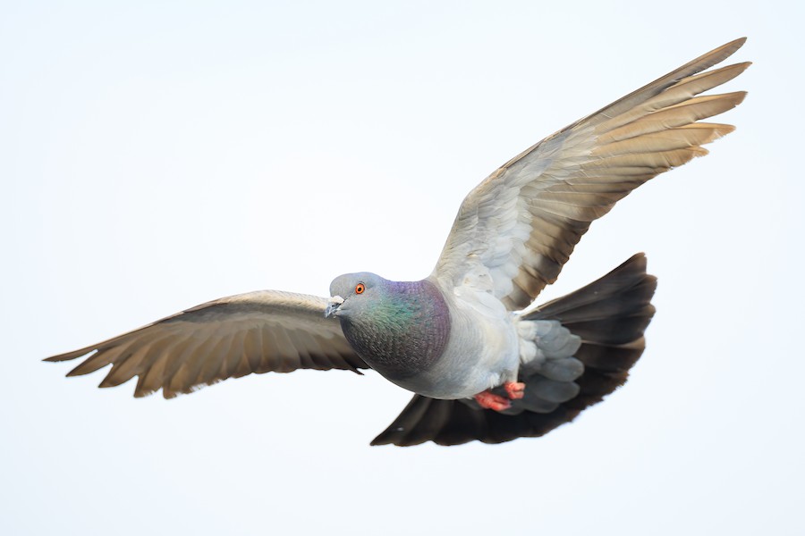 Rock Pigeon (Feral Pigeon) - eBird