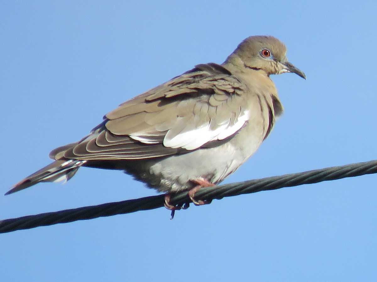 White-winged Dove - Kai Frueh