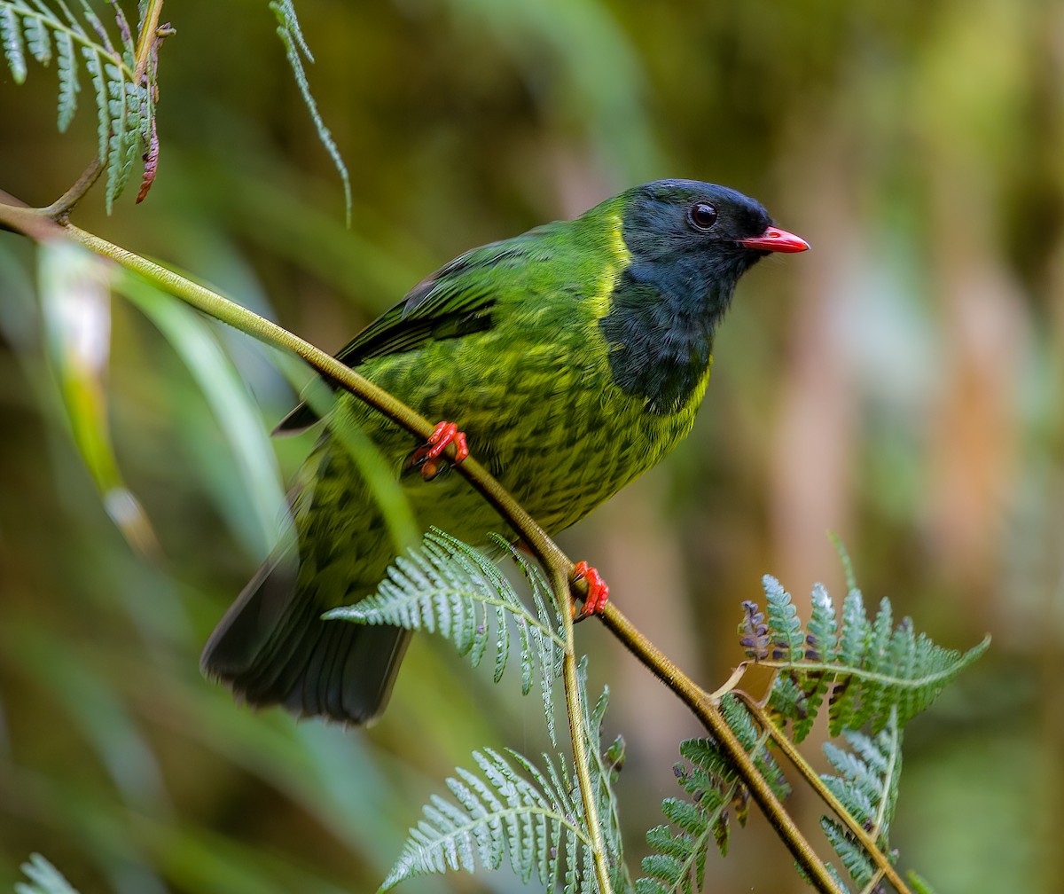 Green-and-black Fruiteater - ML445073511