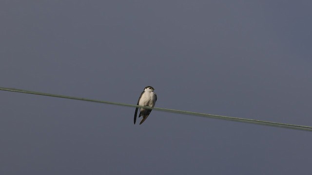 Violet-green Swallow - ML445077041