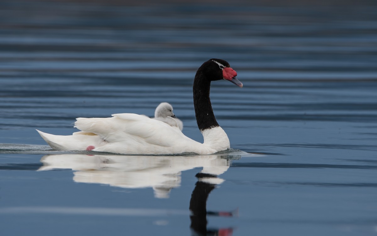 Black-necked Swan - ML445080111