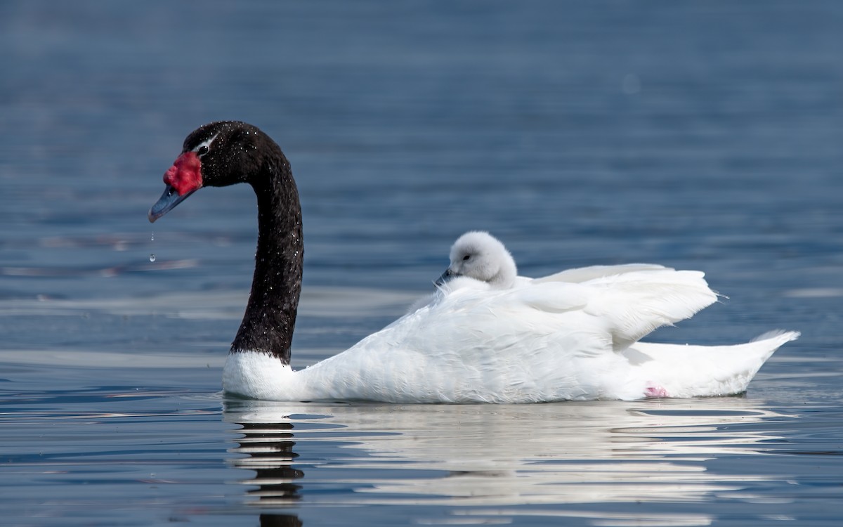 Black-necked Swan - ML445080121
