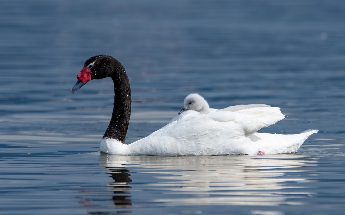 Black-necked Swan - Mason Maron