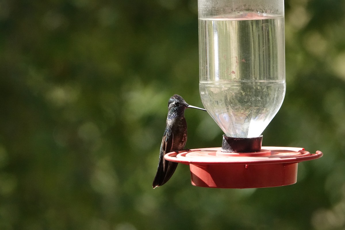 Rivoli's Hummingbird - ML445087231