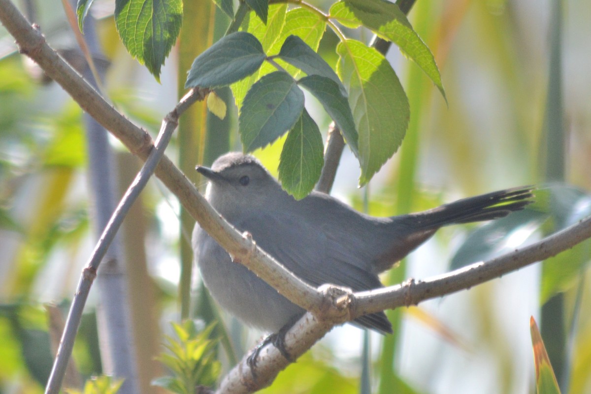 Gray Catbird - Carlos Mancera (Tuxtla Birding Club)