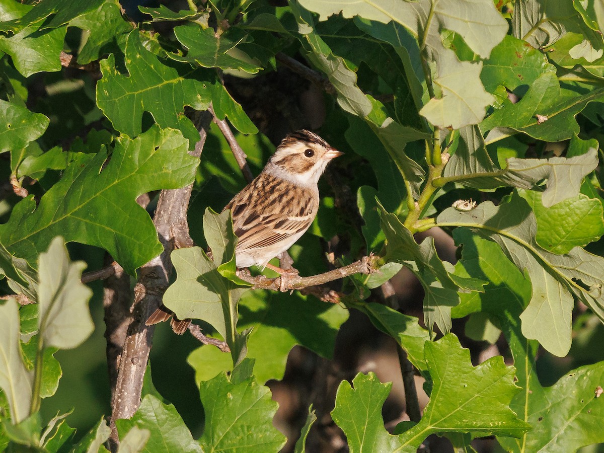 Clay-colored Sparrow - ML445095491