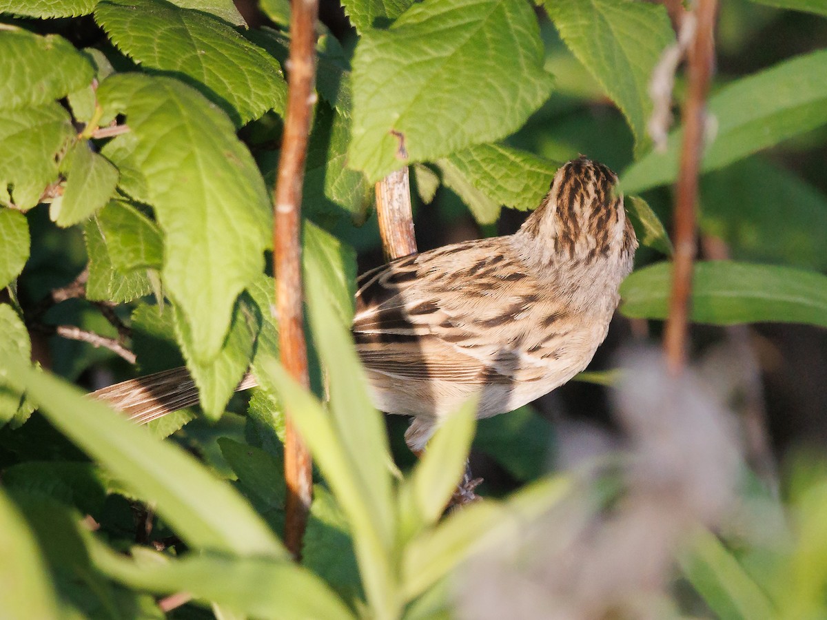 Clay-colored Sparrow - ML445095501