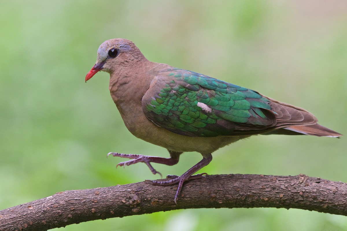Asian Emerald Dove - Arpit Bansal