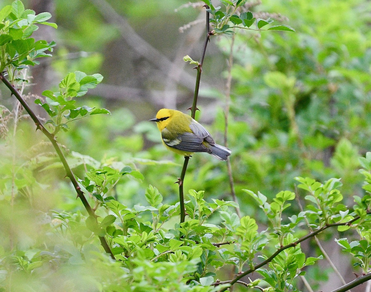 Blue-winged Warbler - Win Ahrens